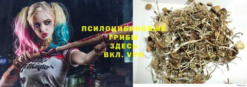 Псилоцибиновые грибы Psilocybe  как найти наркотики  Новороссийск 